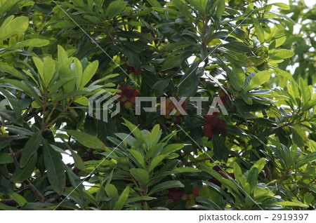 Yamanote noodles 2919397