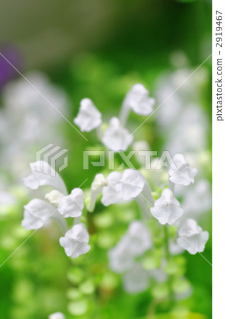 黃芩屬 花朵 花 2919467