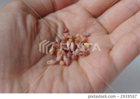 Seashell of Memories Seashell of Memories 2919587