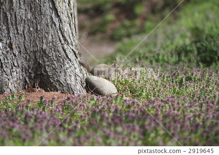 Japanese monkeys 2919645