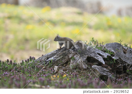 日本猴子 日本猴子 2919652