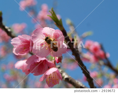 Sakura and a honey bee 2919672