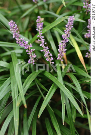 liriope muscari, lily, purple 2919757