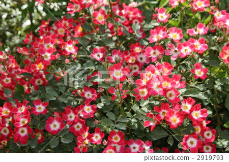 wildfire, rose, roses 2919793
