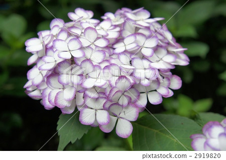 Hydrangea Japaun Mikako 2919820