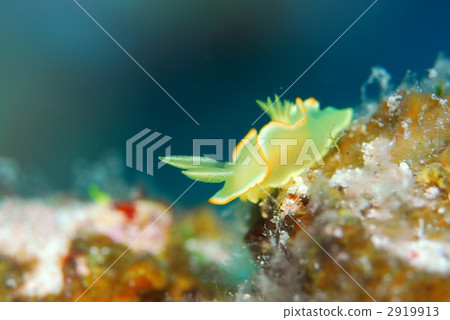 海參 海參 2919913