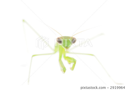 Mantis Mantis 2919964