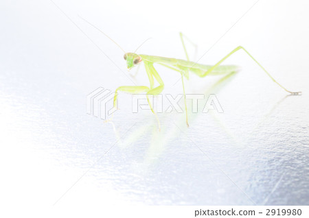 螳螂 螳螂 2919980