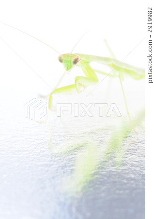 Mantis Mantis 2919982