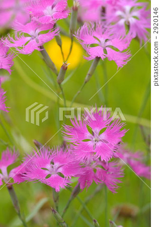 Kawaranadesico 2920146