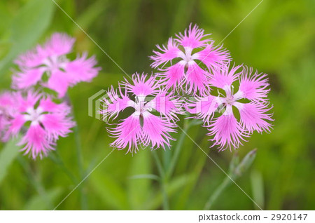 Kawaranadesico 2920147