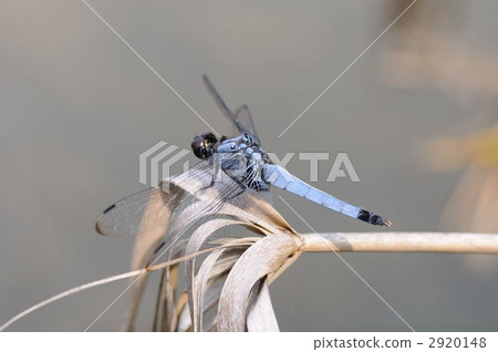 Coconut shell 2920148