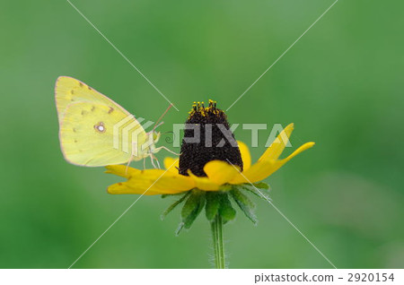 eastern pale clouded yellow, butterfly, butterflies 2920154