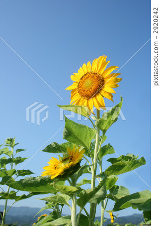 向日葵 2920242