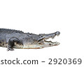 crocodile 2920369