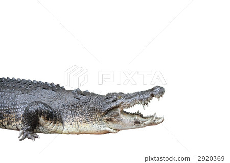 crocodile crocodile 2920369