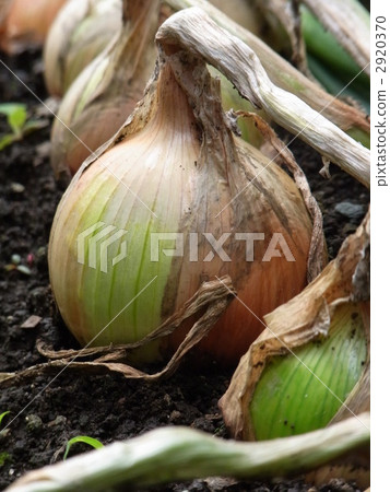 洋蔥 蔬菜 綠葉 2920370
