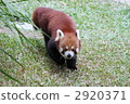 Lesser panda 2920371