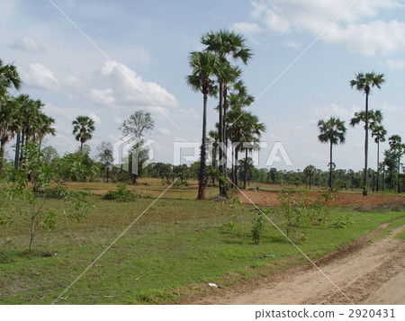 道路和灌木（蒲甘/緬甸） 2920431