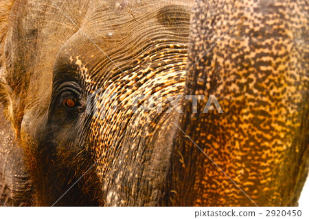 elephant. Slightly noisy in front. Up (Bali / Indonesia) 2920450