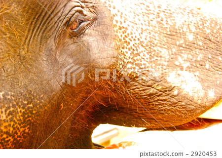 elephant. profile. Up (Bali / Indonesia) elephant. profile. Up (Bali / Indonesia) 2920453