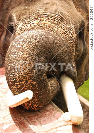 elephant. front. Up (Bali / Indonesia) 2920454