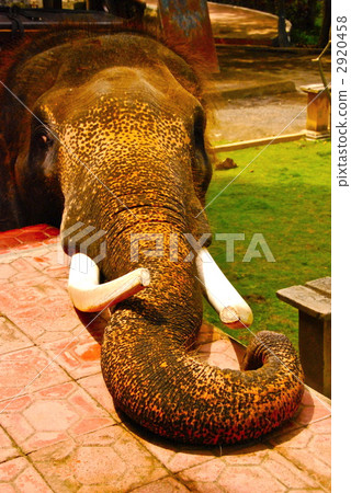 elephant. Front (Bali / Indonesia) 2920458