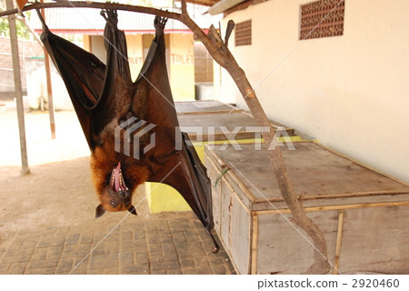 Flying fox (Turtle Island Bali / Indonesia) 2920460
