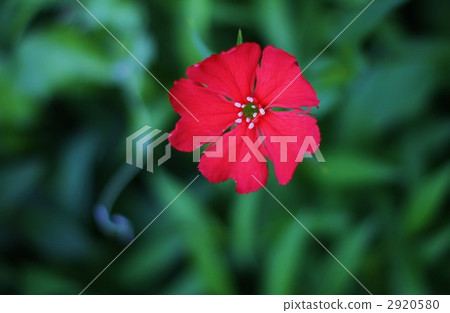 Floral flower horizontal position of Matsumoto Senoy 2920580