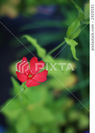 Pine flower vertical position of Matsumoto Senoyu 2920581