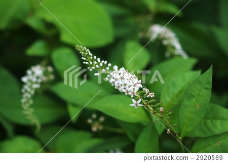 Okatrano no Ohkaratono的可愛花朵醒目的位置像虎尾巴一樣綻放 2920589