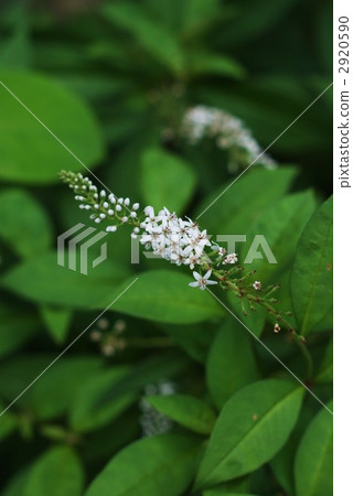 Cute little flower stalk vertical position of Okatranoyo blooming like a tiger's tail Cute little flower stalk vertical position of Okatranoyo blooming like a tiger's tail 2920590
