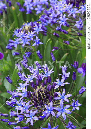 席勒維爾維安娜 2920621