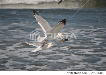 飛翔的海鷗 飛翔的海鷗 2920680