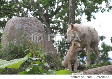 Lone Wolf and Cub Lone Wolf and Cub 2920684