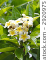 Plumeria (Vertical) 2920975