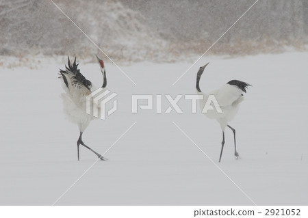 red-crowned crane, crane, cranes 2921052