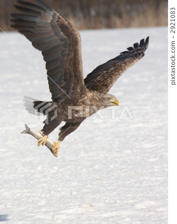 eagle, eagles, white-tailed eagle 2921083