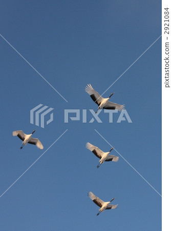 japanese crane, red-crowned crane, crane 2921084