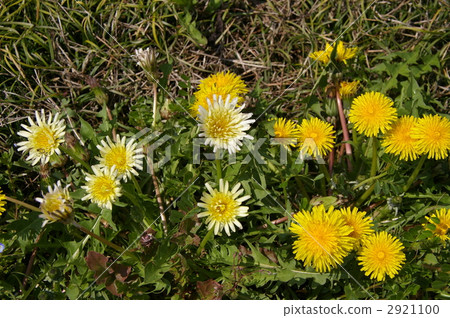 japanese dandelion, dandelion, flower 2921100