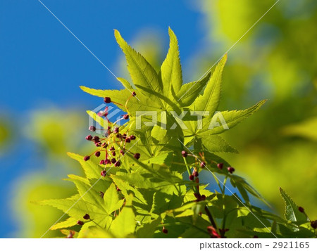 Fresh green of hornworm 2921165
