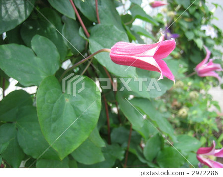 clematis, bloom, blossom 2922286