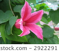 鐵線蓮 花朵 花 2922291