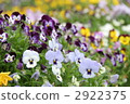 viola, pansy, flower garden 2922375