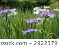 iris, bloom, blossom 2922379