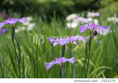 iris, bloom, blossom 2922379