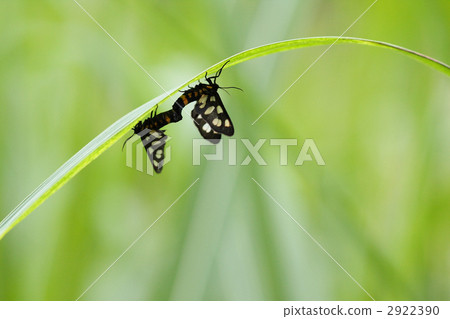 Canophora mating in the leaf lining 2922390