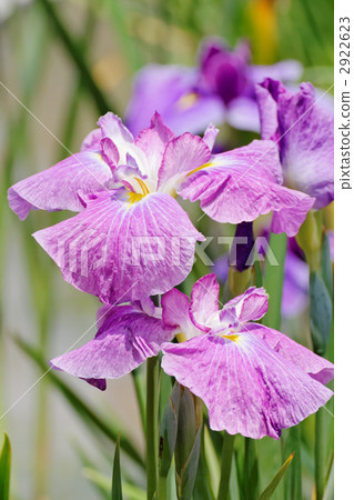 紫紅色洋紅色顏色虹膜和五種顏色 2922623