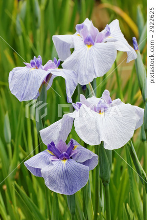 虹膜在紫羅蘭花瓶中聚集著靜脈·晨露 2922625