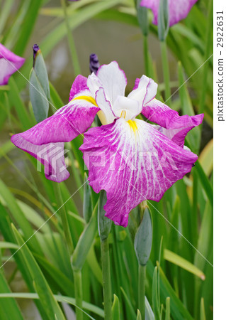 紅紫色的鳶尾花和尾巴 2922631